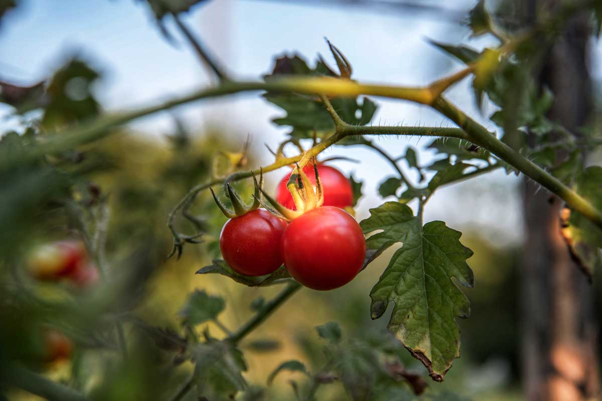 cambiamenti climatici SOstenibilità ambientale pomodoro agricoltura JustAgronomo