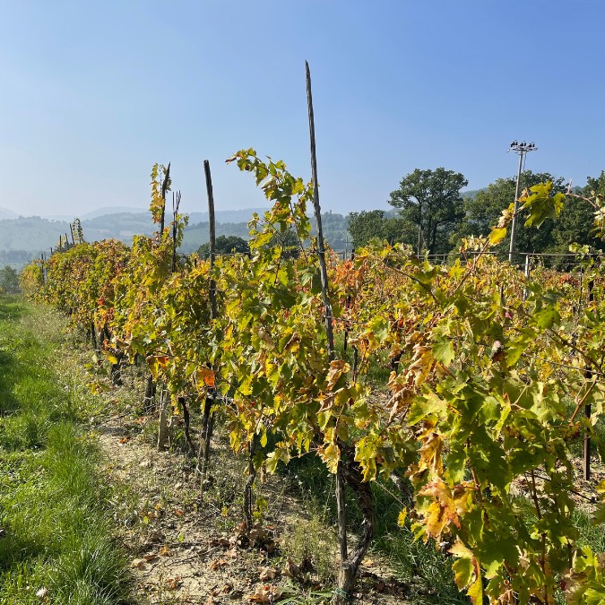 Recupero e ripristino Azienda vitivinicola 2023