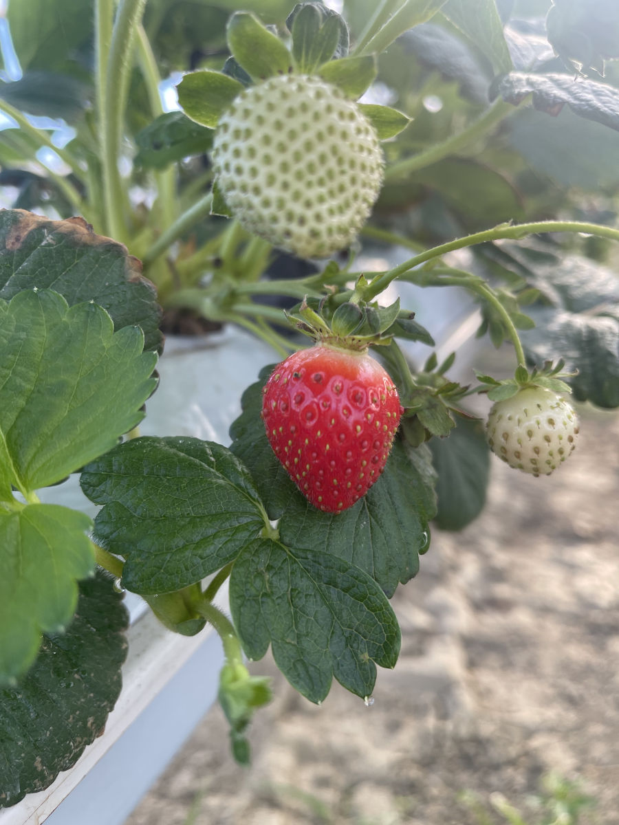 Come coltivare la fragola fuori suolo con il dosatron