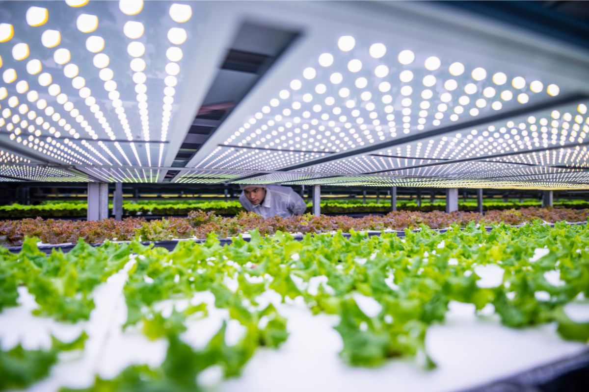 Illuminazione dell'insalata coltivata in vertical farm