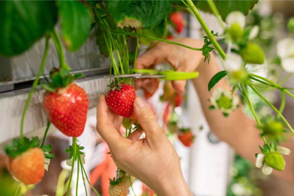 Fragole fuori suolo in vertical farm justagronomo